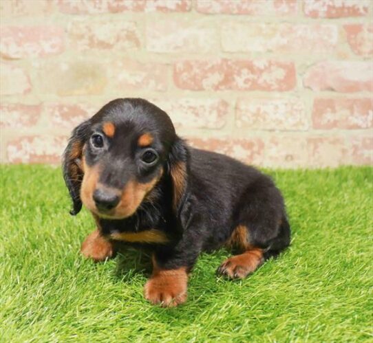 [#251030-01] Black / Tan M Dachshund Puppies for Sale