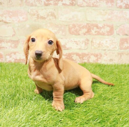 [#251030-02] Red F Dachshund Puppies for Sale
