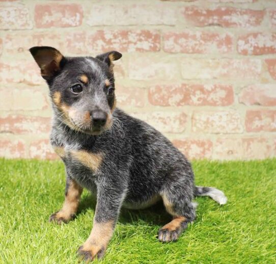 [#251043-03] Blue Mottled F Blue Heeler Puppies for Sale