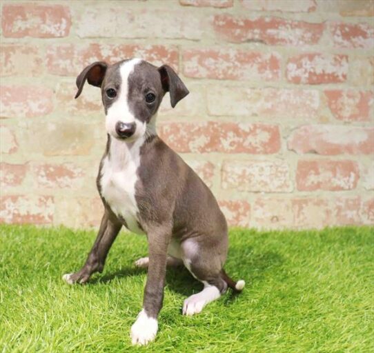[#251047-03] Seal F Italian Greyhound Puppies for Sale