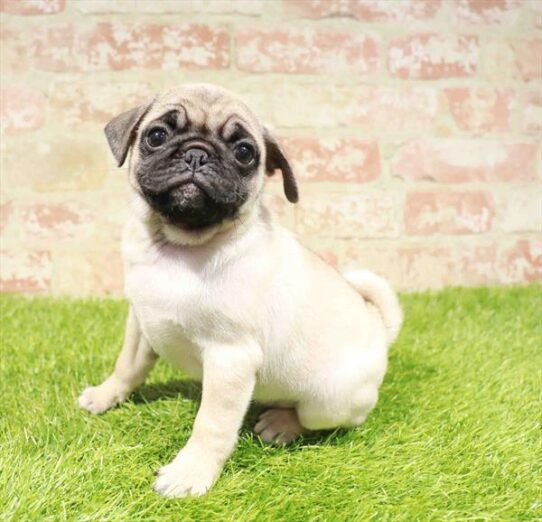 [#251057-05] Fawn F Pug Puppies for Sale
