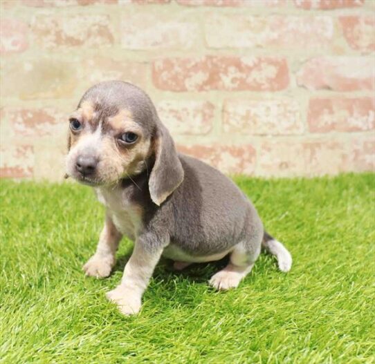 [#251058-01] Blue White / Tan M Beagle Puppies for Sale