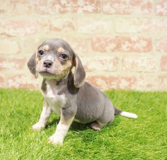 [#251058-02] Blue White / Tan F Beagle Puppies for Sale