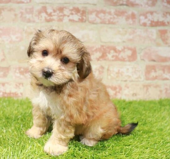 [#251071-03] Golden M Yochon Puppies for Sale