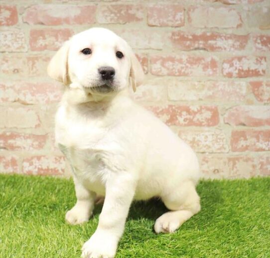 [#251074-03] Yellow F Labrador Retriever Puppies for Sale