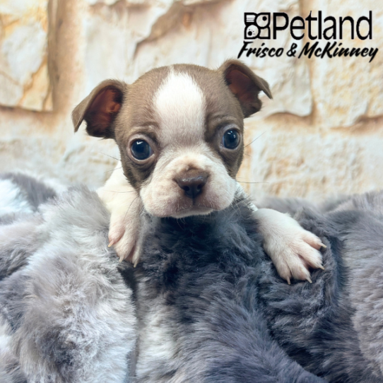 [#25894-02] Seal / White M Boston Terrier Puppies for Sale