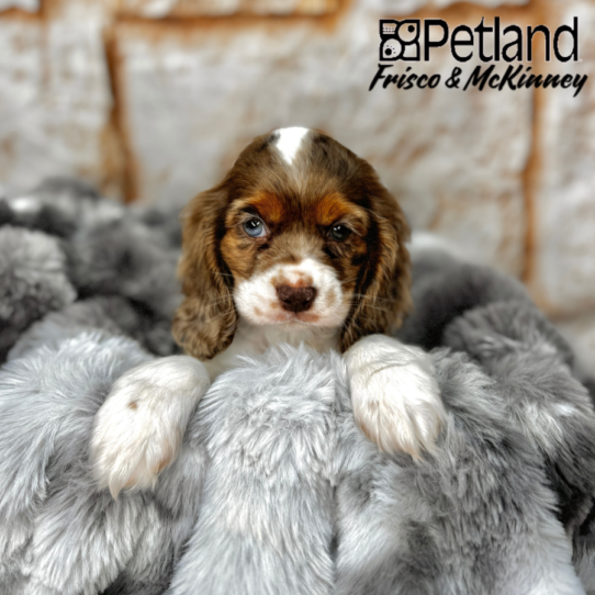 [#25308-03] Chocolate Roan F Cocker Spaniel Puppies for Sale