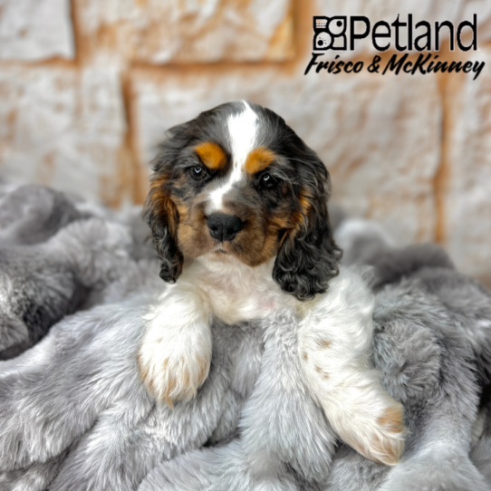 [#25308-01] Blue Roan / Tan M Cocker Spaniel Puppies for Sale