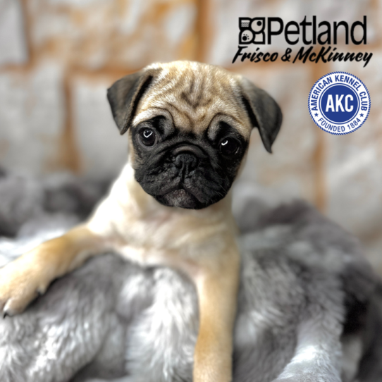 [#251057-05] Fawn F Pug Puppies for Sale