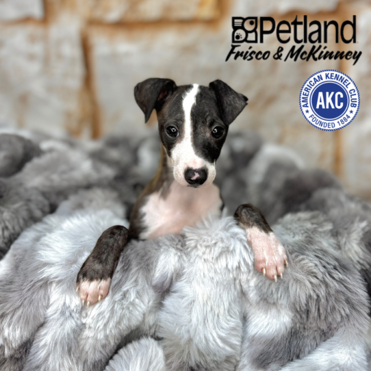 [#251047-03] Seal F Italian Greyhound Puppies for Sale