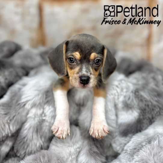 [#251058-02] Blue White / Tan F Beagle Puppies for Sale