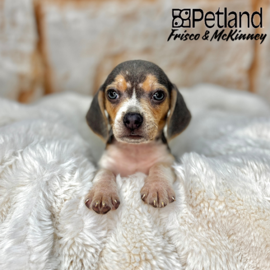 [#251058-01] Blue White / Tan M Beagle Puppies for Sale