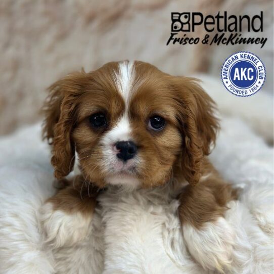 [#M01765] Ruby M Cavalier King Charles Spaniel Puppies for Sale