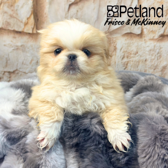 [#25904-03] Cream F Pekingese Puppies for Sale