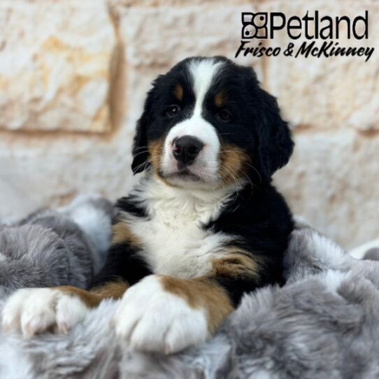 [#25199-04] Black / Tan F Bernese Mountain Dog Puppies for Sale