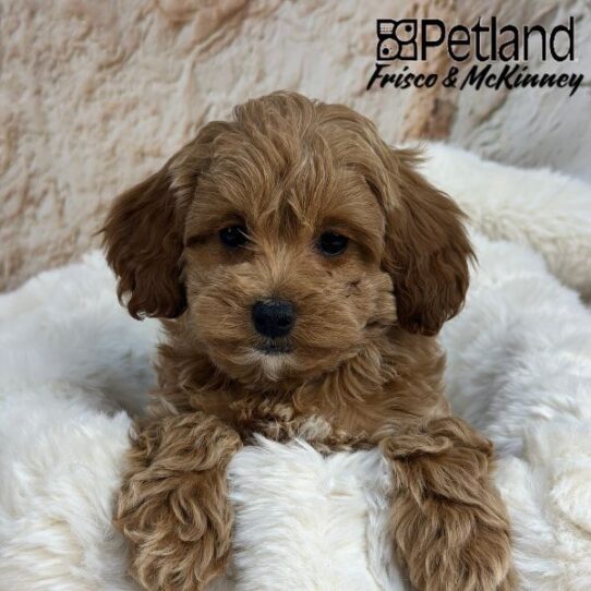 [#2514-07] Red F Cock A Poo 2nd Gen Puppies for Sale