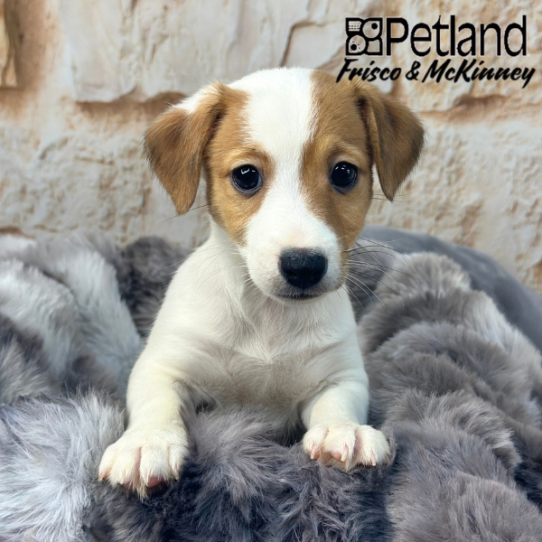 [#25919-03] Brown / White F Jack Russell Terrier Puppies for Sale