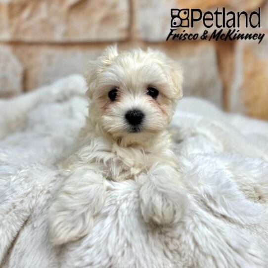[#25214-02] White M Maltese Puppies for Sale