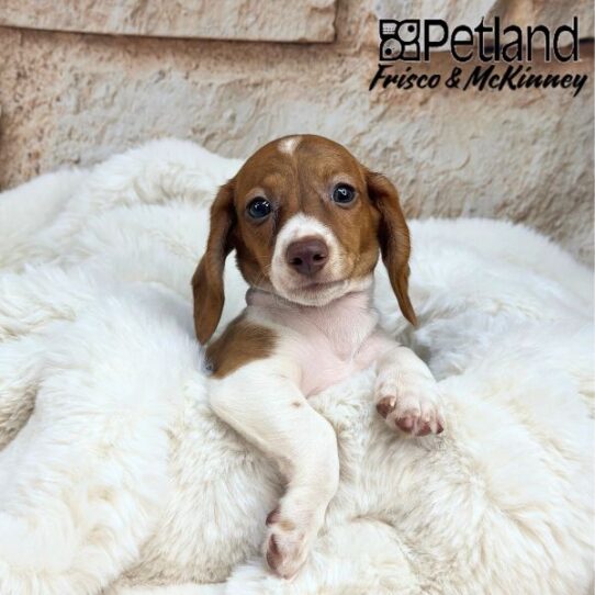 [#25787-03] Red M Dachshund Puppies for Sale