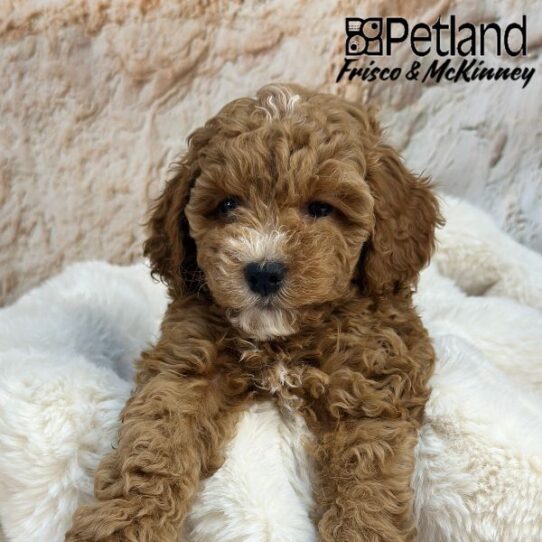 [#2514-06] Red F Cock A Poo 2nd Gen Puppies for Sale