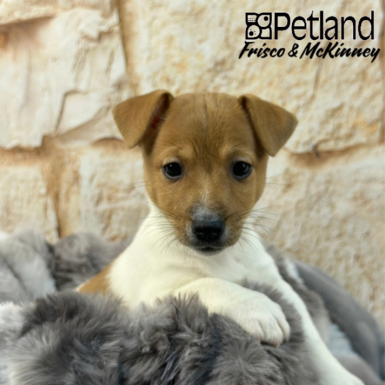 [#25919-05] Brown / White F Jack Russell Terrier Puppies for Sale