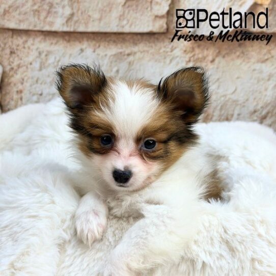 [#2531-02] Sable / White M Papillon Puppies for Sale