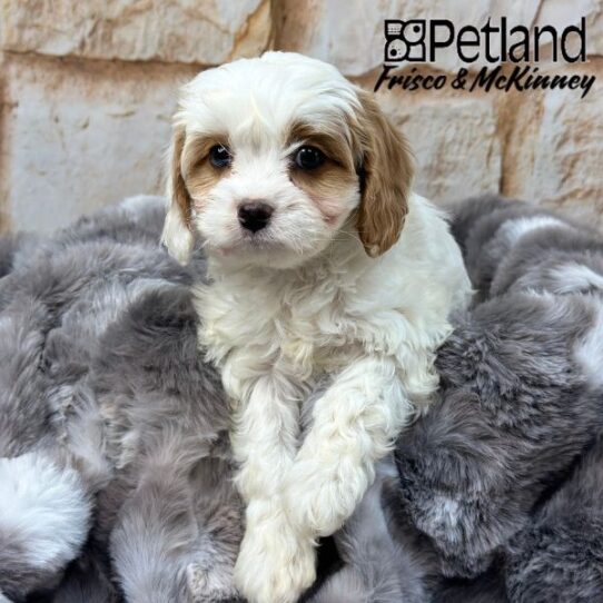 [#2536-05] Apricot F Cavapoo Puppies for Sale
