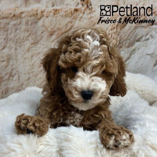 [#2514-01] Red M Cock A Poo 2nd Gen Puppies for Sale
