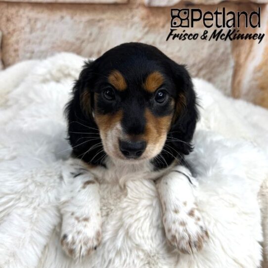 [#25221-01] Black / Tan M Dachshund Puppies for Sale
