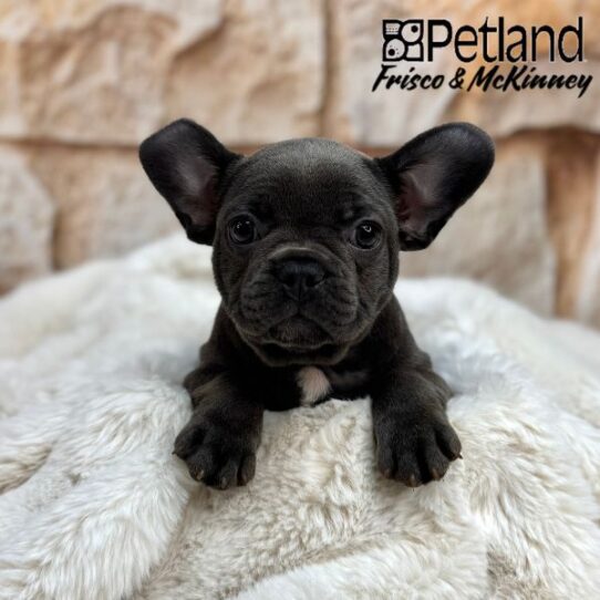 [#25814-04] Blue F French Bulldog Puppies for Sale