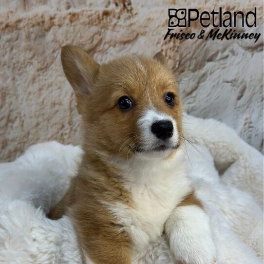 [#25203-06] Red / White F Pembroke Welsh Corgi Puppies for Sale