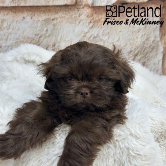 [#25209-02] Chocolate M Shih Tzu Puppies for Sale