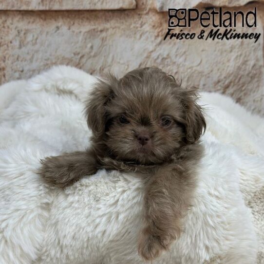 [#25209-03] Lilac F Shih Tzu Puppies for Sale