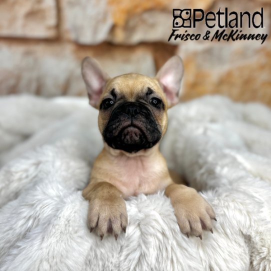 [#25914-05] Fawn F French Bulldog Puppies for Sale