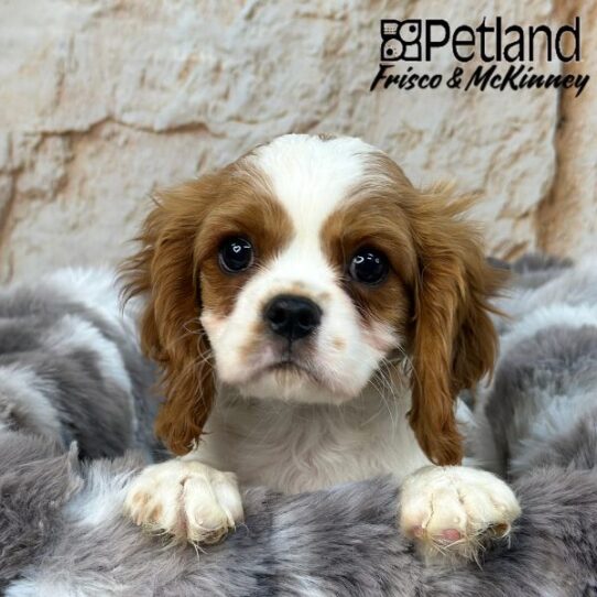 [#M01498] Blenheim M Cavalier King Charles Spaniel Puppies for Sale