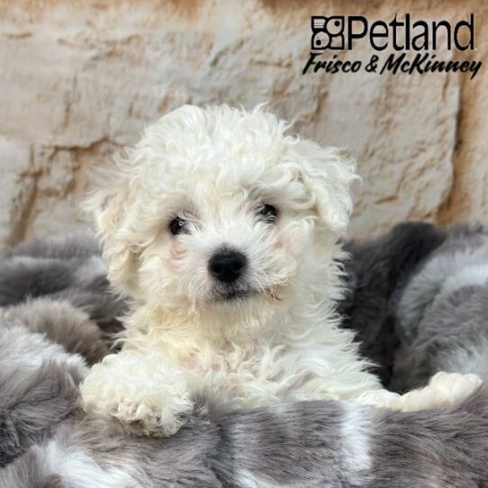 [#M01278] White F Bichon Frise Puppies for Sale