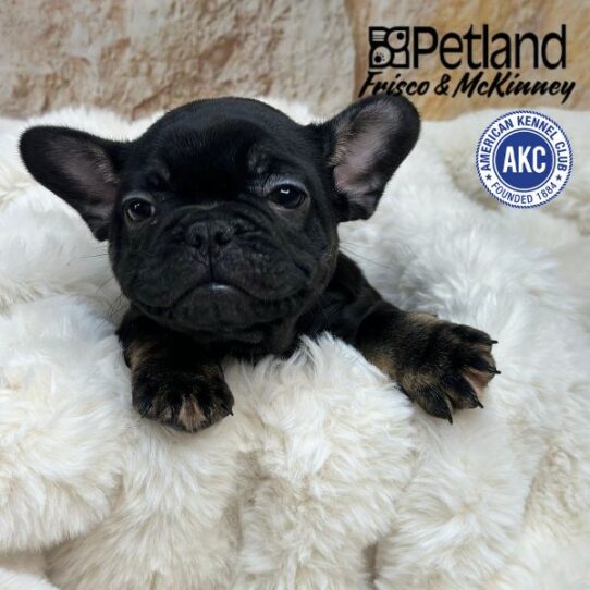 [#M01514] Black and Tan F French Bulldog Puppies for Sale