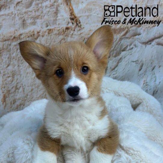 [#25203-05] Red / White F Pembroke Welsh Corgi Puppies for Sale