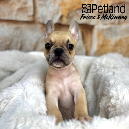 [#25914-04] Fawn M French Bulldog Puppies for Sale