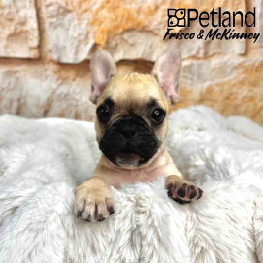 [#25893-02] Fawn M French Bulldog Puppies for Sale
