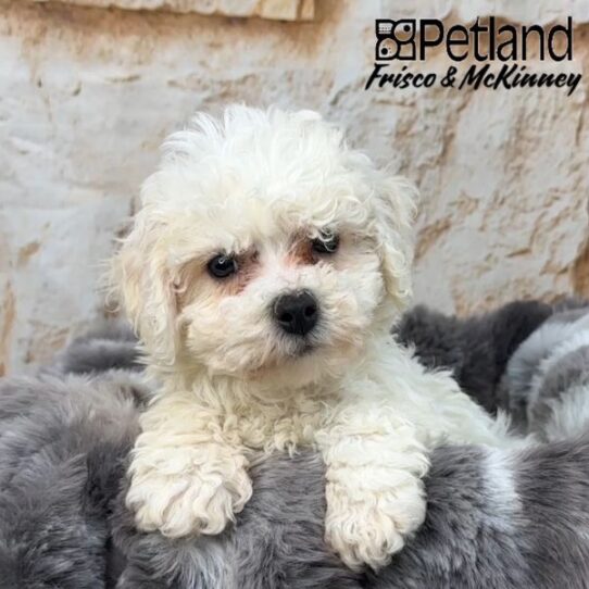 [#25200-01] White M Bichon Frise Puppies for Sale