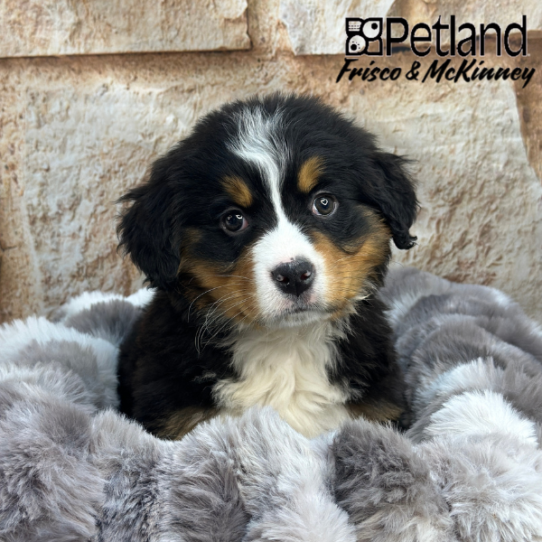 [#25590-04] Black Rust / White F Bernese Mountain Dog Puppies for Sale
