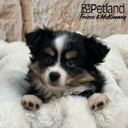 [#25192-03] Black White / Tan F Miniature Australian Shepherd Puppies for Sale
