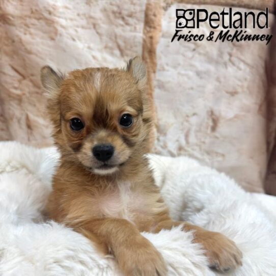 [#25199-01] dark fawn M Chihuahua Puppies for Sale