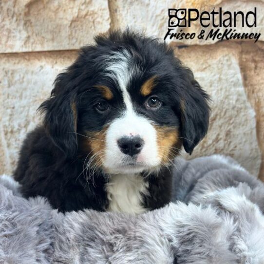 [#25590-03] Black Rust / White F Bernese Mountain Dog Puppies for Sale