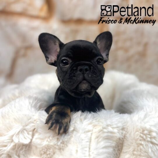 [#M01510] Black and Tan M French Bulldog Puppies for Sale