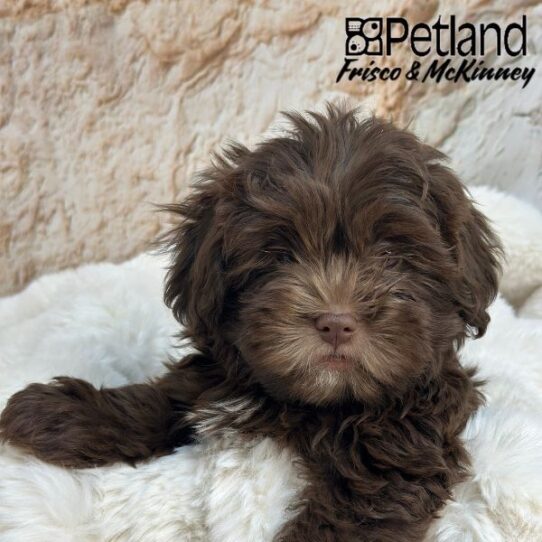 [#M04542] Brown F Shih -Poo Puppies for Sale