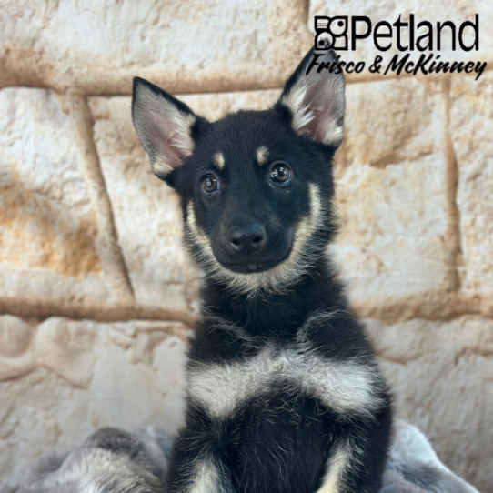 [#M02412] Black and Tan F German Shepherd Puppies for Sale
