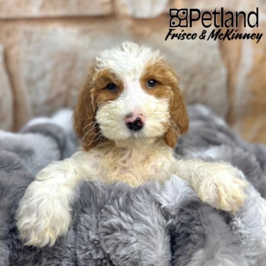 [#25614-11] Red / White F Goldendoodle 2nd Gen Puppies for Sale