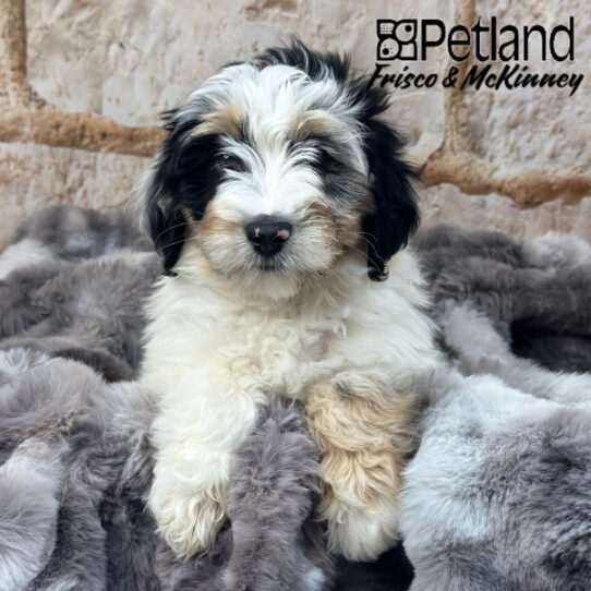 [#25237-02] White Blue Merle / Tan F Aussiedoodle Mini Puppies for Sale